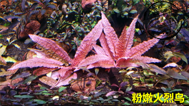 折扣 生活服务 养草人