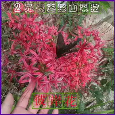 Wild flowers Winter potted Bana seedling package Manzhu Shahua four seasons planting Now digging now