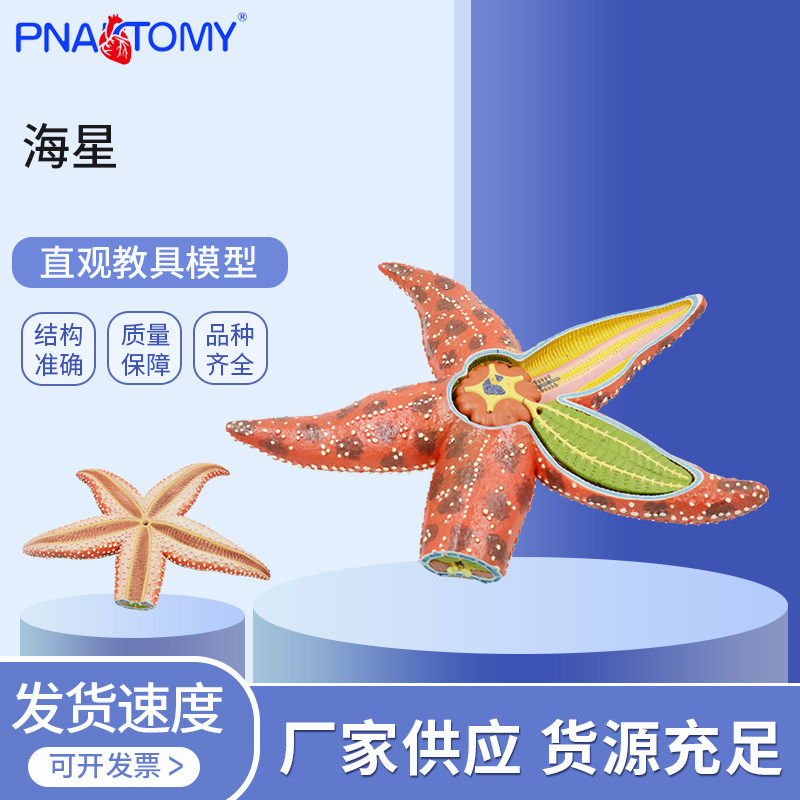 生物教学海星解剖结构模型棘皮动物海星管足腕展示教具海洋生物形