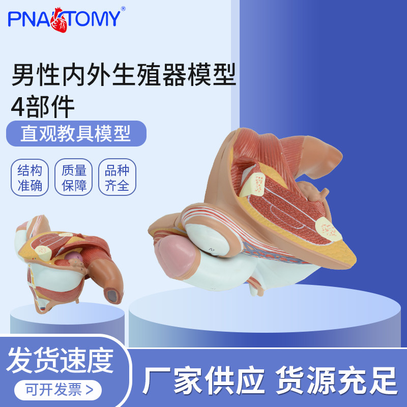医学教学男性内外生殖器解剖模型睾丸附睾前列腺精囊腺输精管泌尿
