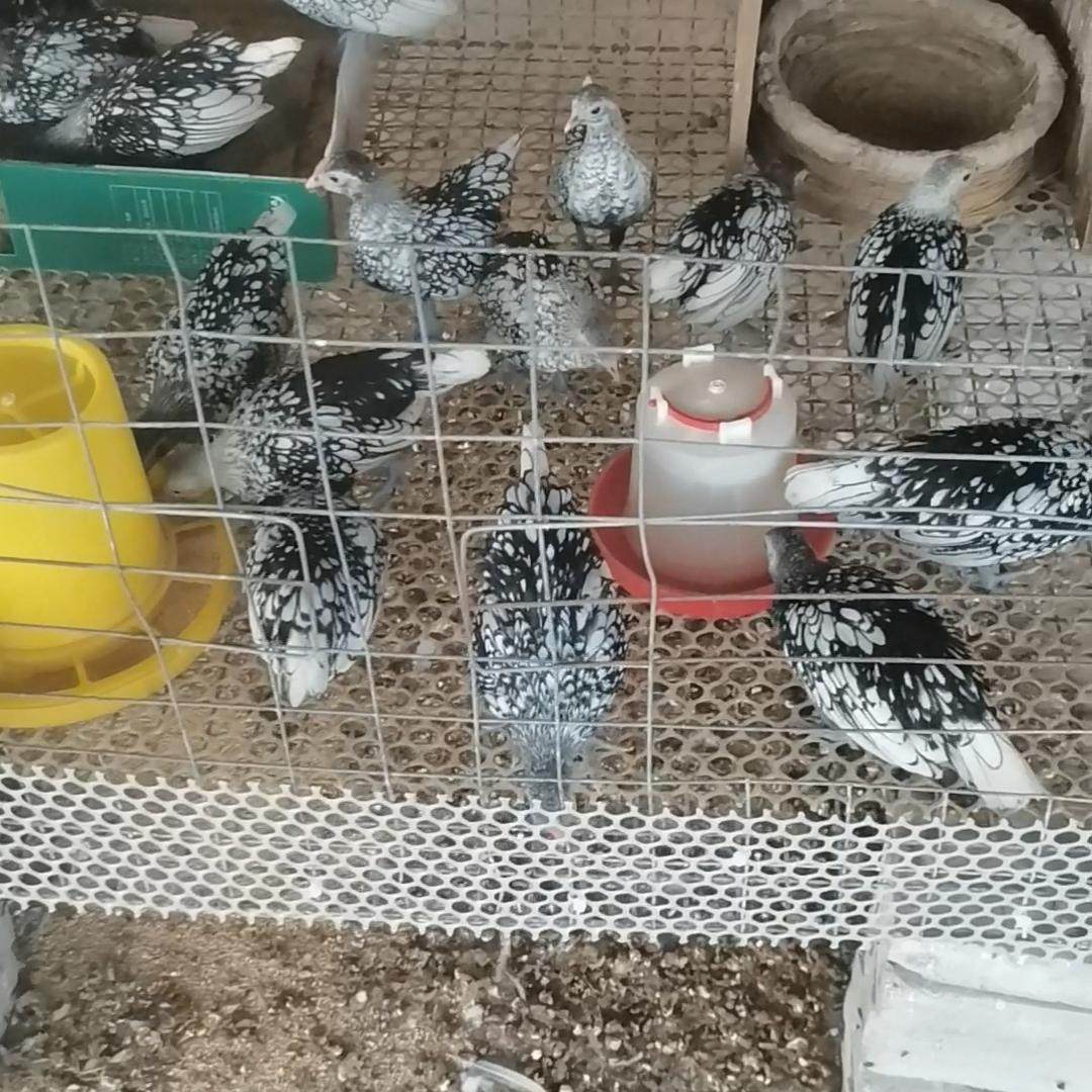 🎨 白黑花波兰鸡：让你爱不释手的宠物伙伴 🐔-宠物鸡-淘宝好物网