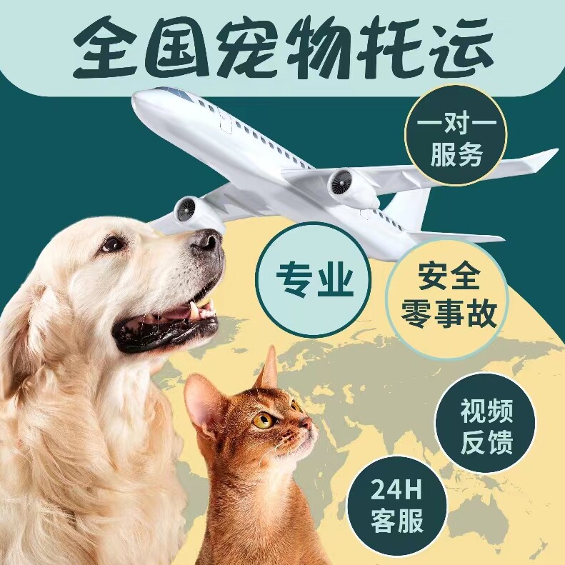 全国宠物随机伴宠飞的LOGO
