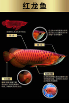 Arowana full deposit link