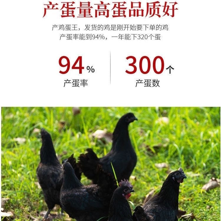 正宗纯种五黑鸡为什么能产绿壳蛋?营养价值有何特别之处?-整鸡整鸡制品-淘宝好物网