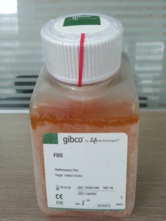 Premium fetal bovine serum Gibco 16000-044