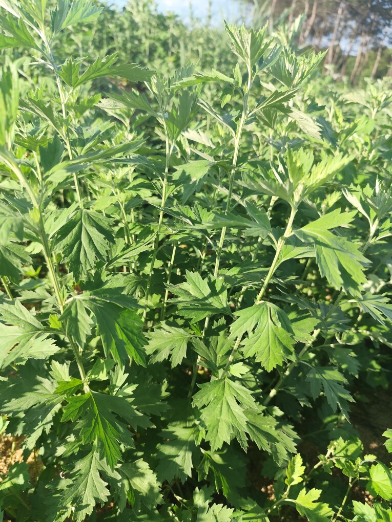 艾上拾光