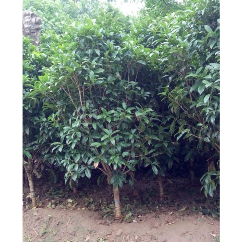 Gui Flowers Sapling golden Gui Tan Gui August Four Seasons Gui Red Leaf Stone Nang Potted Flower Flowers Courtyard Green Plant osmanthus Miao