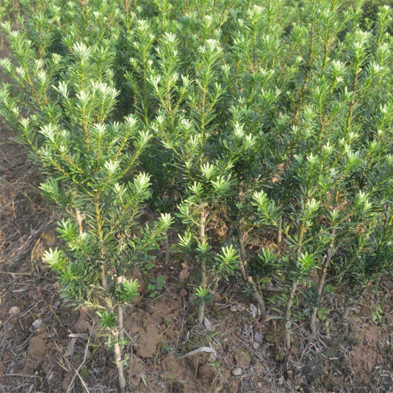 Arhat pine 5 trees 38 yuan with original soil Arhat pine seedlings Arhat pine Arhat pine Bonsai