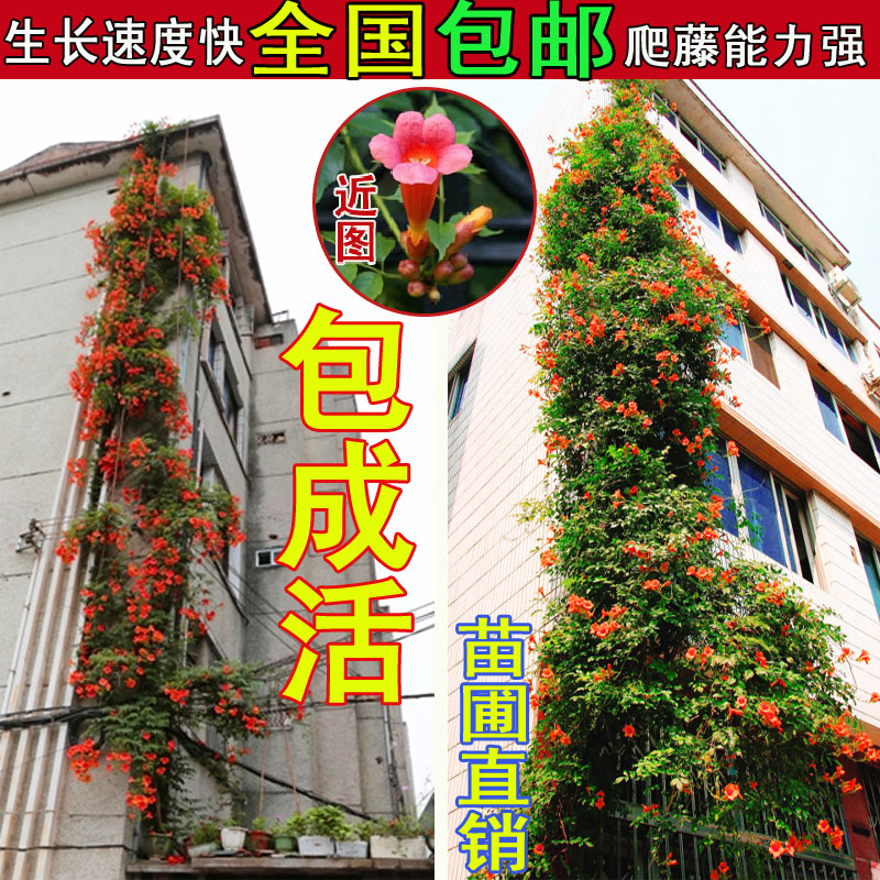 High roller seedlings American high seedlings balcony garden green climbing plants grow fast