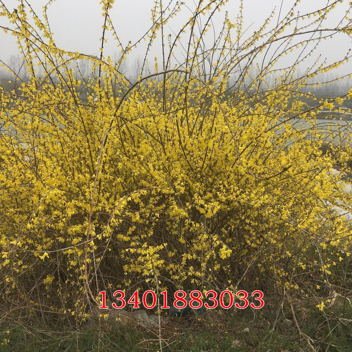 Reverse hanging Admiralty flower forsythia flower Miao Courtyard View Flowers Green Planting Gold Forsythia Miao Yellow Tiger Miao Green With Miao