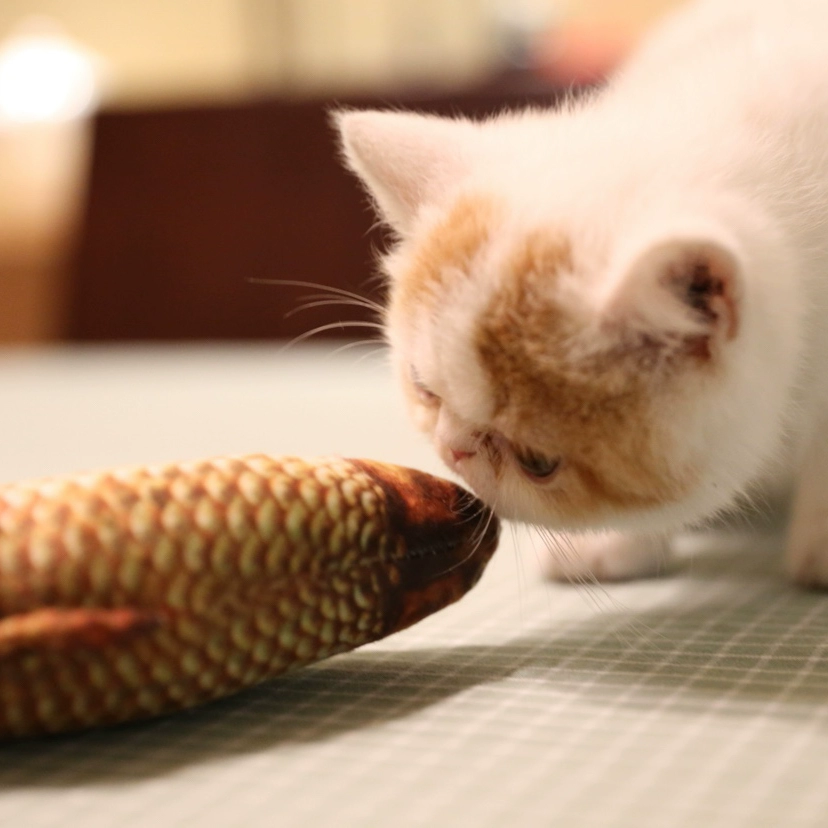 Mèo đồ chơi catnip vui mèo đồ chơi cá mèo gối cỏ cá chép mô phỏng mèo sang trọng đồ chơi cá - Mèo / Chó Đồ chơi