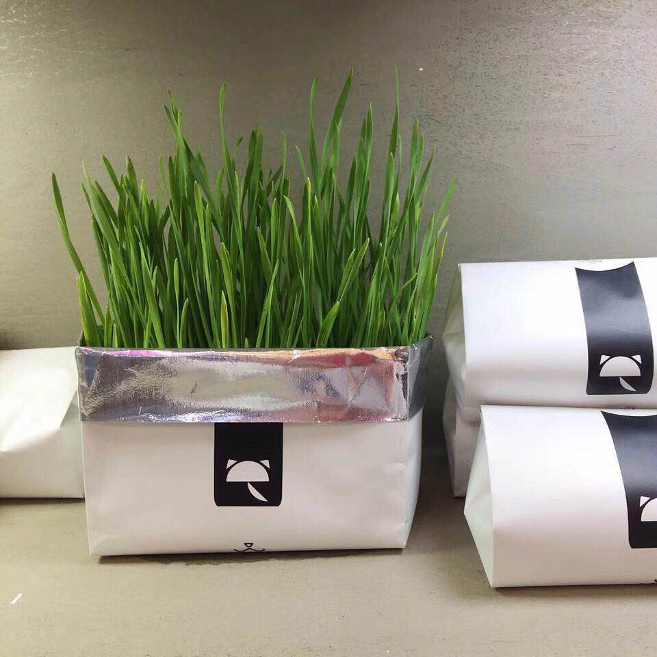 Lazy suit cat grass conditioning intestines and stomach help spit hair and hair cat snacks just need watering convenient, simple and easy