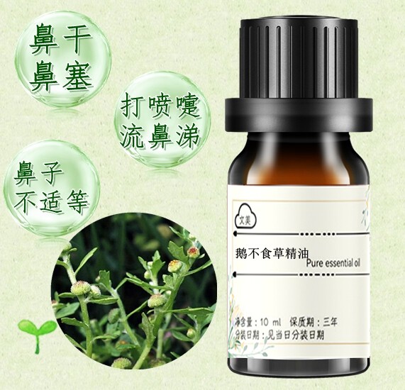 鹅不食草精油10ml纯植物单方精油 香薰涂抹 鼻干鼻塞鼻子不通不适