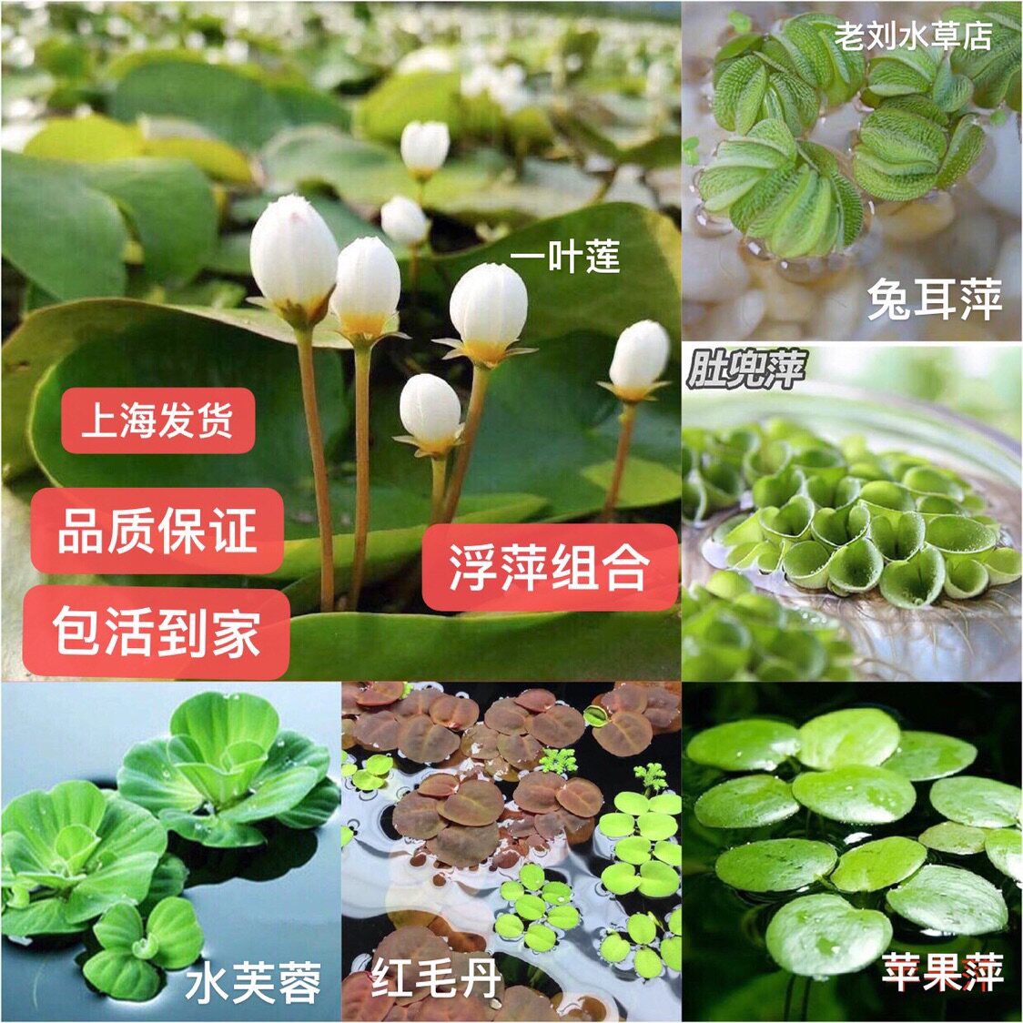 Duckweed water hibiscus round center apple pinny bellyband flat water gourd water leaf ornamental water lotus plant water grass