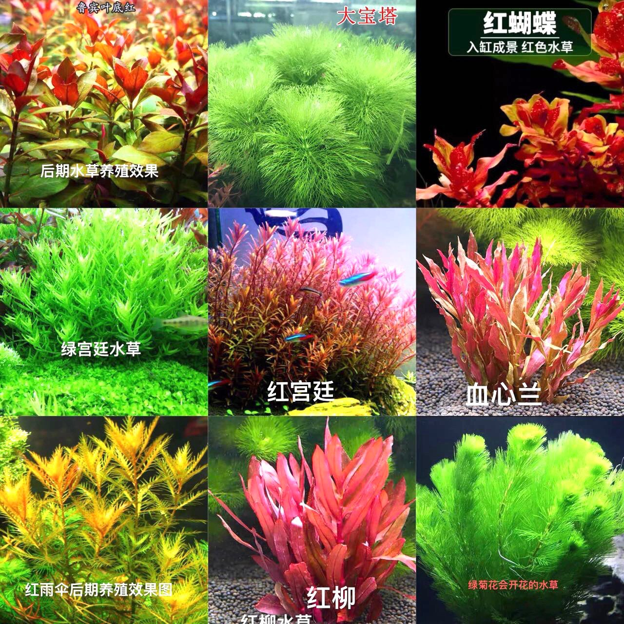 Blood heart orchid green chrysanthemum lilac red court centipede grass red willow underwater leaf fish tank red aquatic plant