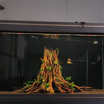 Tree stump sunken wood South American tank sunken wood fish tank landscaping skeleton South American tank landscaping sunken wood tree stump tree of life