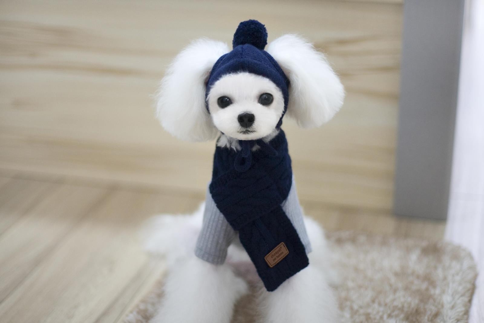 Hạn chế! Bộ khăn quàng cổ thú cưng Ouba Korea của Hàn Quốc ~ mũ chó + khăn Teddy quần áo mùa thu và mùa đông - Quần áo & phụ kiện thú cưng 	áo dành cho chó mèo