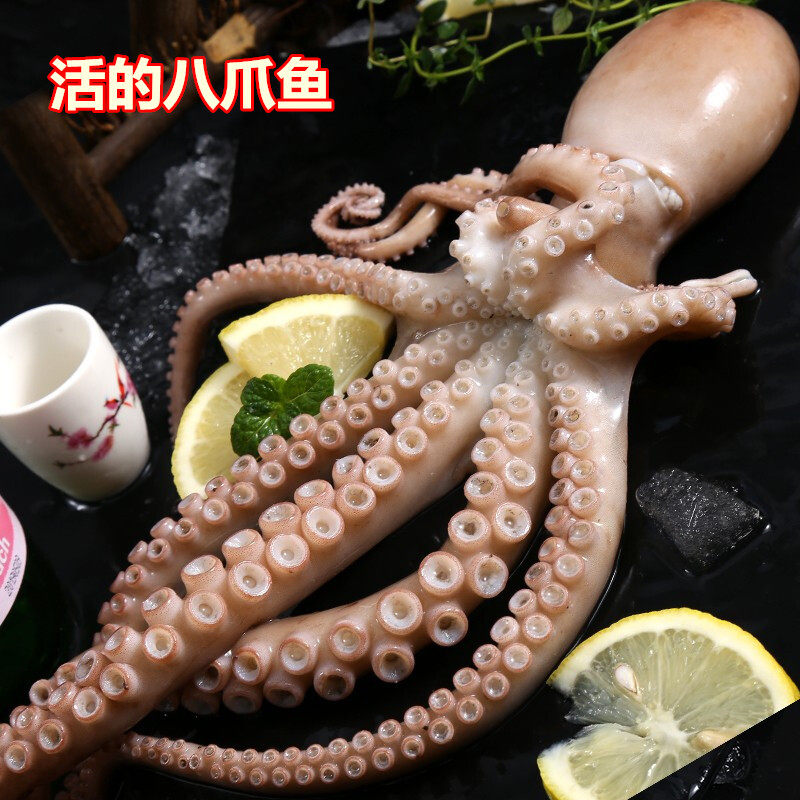 Chongqing Fresh Octopus Big headshot Octopus Seafood Rice Seafood Eight catch fish squid Long legs Whole 500g