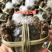 Chongqing spot Yangcheng fresh hairy crab 4 0-4 2 two male crabs 8 loaded extra large city 60 minutes delivery