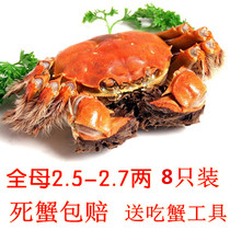 Chongqing spot authentic Yangcheng Red cream hairy crabs 8 fresh crabs 2 5-2 6 two male 3-3 2 two