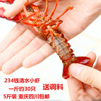 (5 catfish for 234 tons of money) Small lobster live shrimps fresh and small live freshwater crayfish clean water shrimp