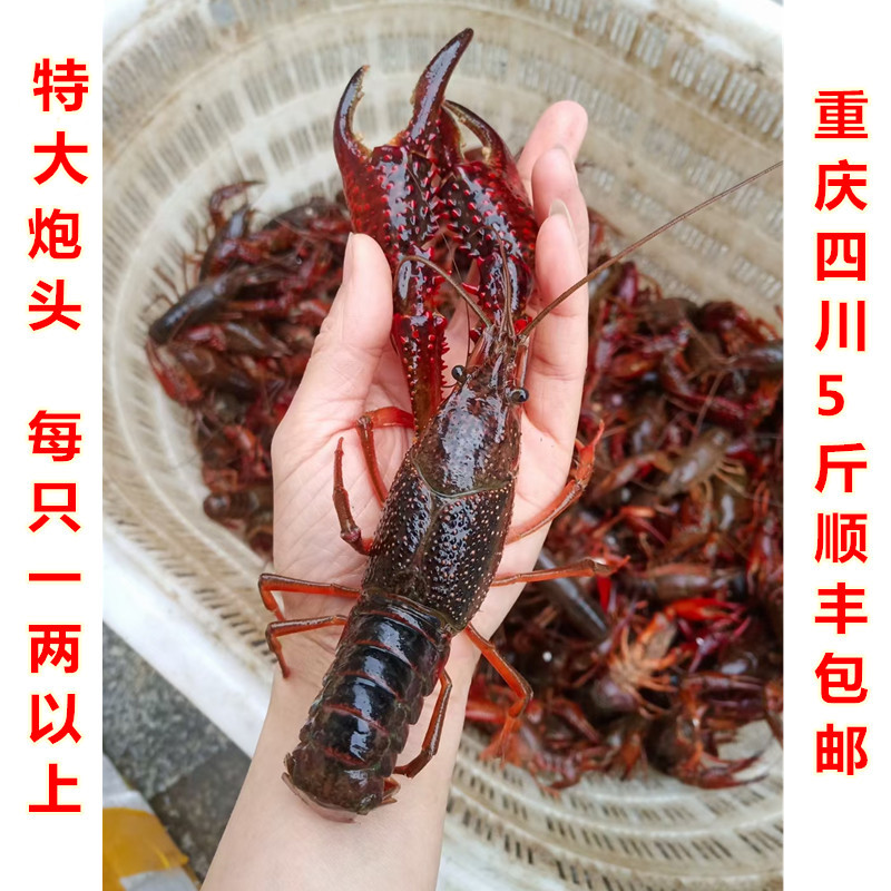 Extremely large, large shrimp gun head 1 kg Chongqing Live Lobster more than one or two clearly aquatic live lobster