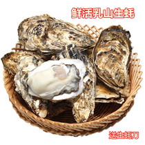 Super Milky Mountain Raw Oyster Fresh 3 catties for raw eating with shell sea oysters ready-to-eat oysters Fresh seafood Shunfeng