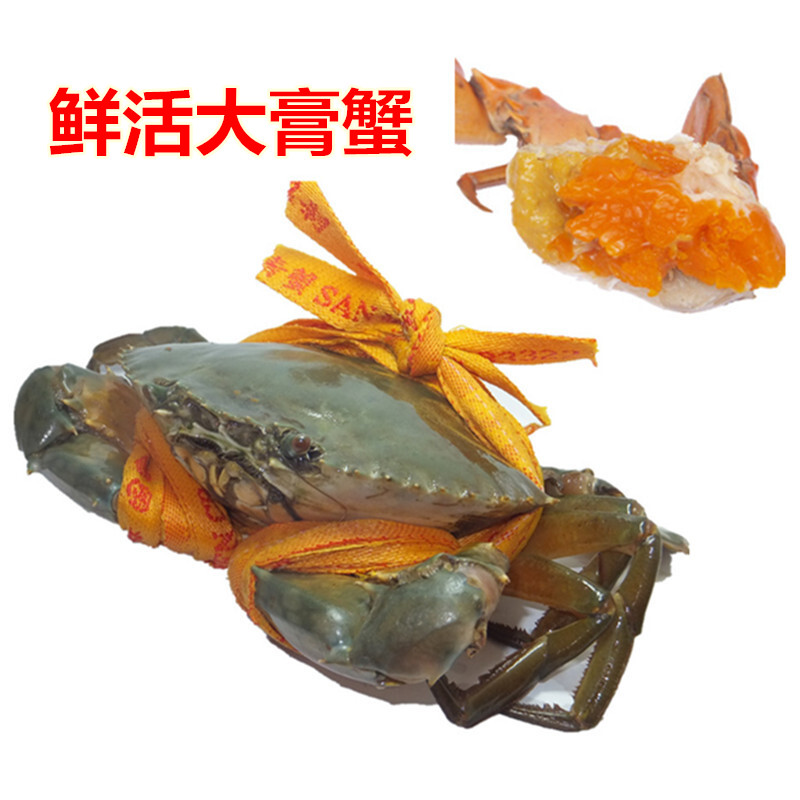 Chongqing straight hair Sanmen fresh wild green crab Special red cream crab Extra large crab Extra large sauce meat crab Big crab Mother crab