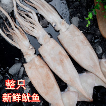 Chongqing Mega Squid Live Frozen Fresh Squid Squid Yu Fish Whole Barbecue Iron Plate Seafood