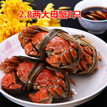 Chongqing spot Yangcheng Red cream hairy crabs fresh 2 8 two full female crabs 8 big female crabs Shunfeng