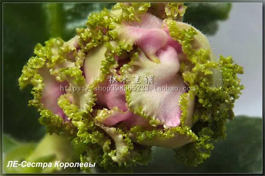Африканская фиалка ЛЕ-Сестра Королёвой сестра двойной лепесток