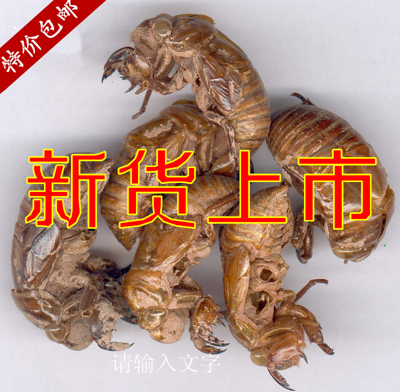 Chinese herbal medicine Cicada skin cicada coat remove skin 50 grams 5 pieces