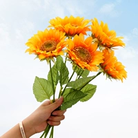 5 ветвей подсолнечника