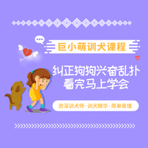 Giant little cute pet training dog training dog training course to correct dog rushes car chasing dog