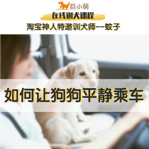 Giant little cute dog training course dog training online course in the car car excited motion sickness anxiety