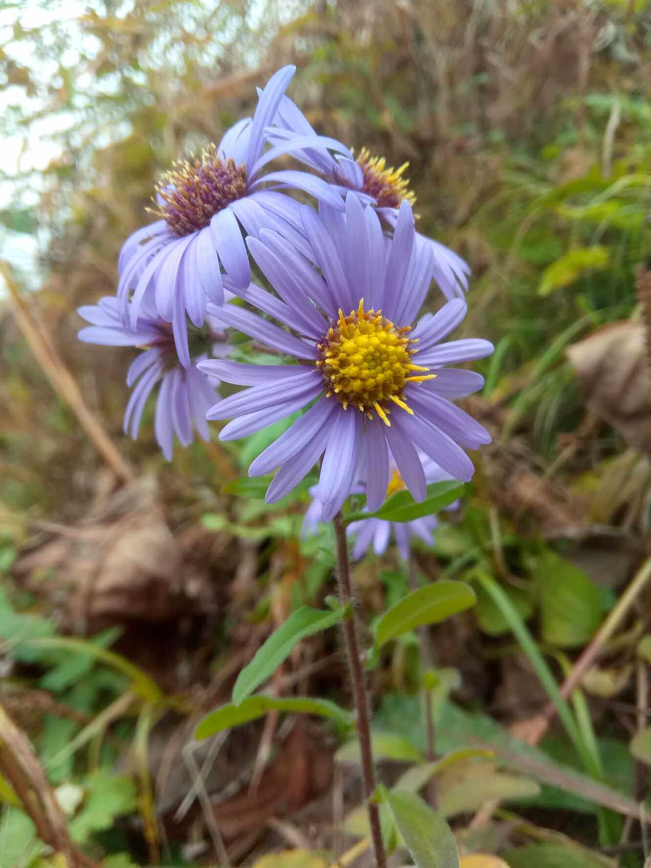 紫苑花秦嶺新奇小野花帶花發貨多年生草本