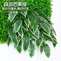 Светло -серого белого бокового манго листья 1