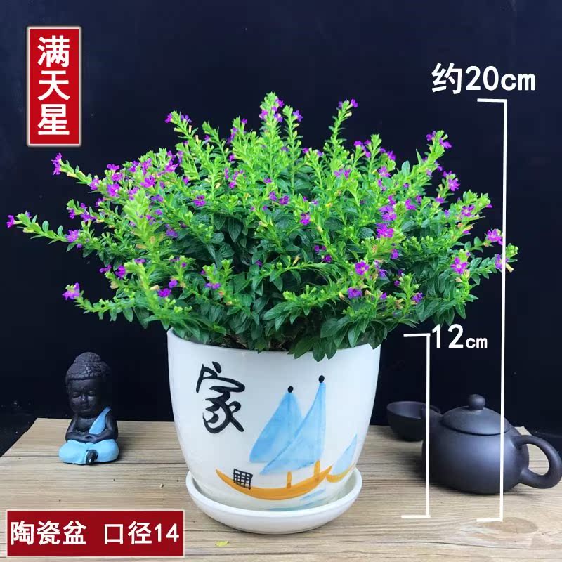满天星盆栽花卉室内办公室四季开花阳台花卉净化空气盆景茉莉花