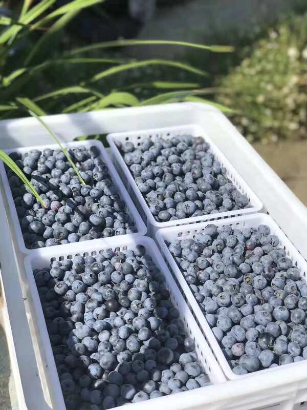 Factory Direct Sales Plastic Baskets 1 Plus 20 Sets of Blueberry Picking and Transport Baskets 20kg Blueberry Picking Basket Set White Factory Direct Sales Plastic Baskets 1 Plus 20 Sets of Blueberry Picking and Transport Baskets 20kg Blueberry Picking Basket Set White