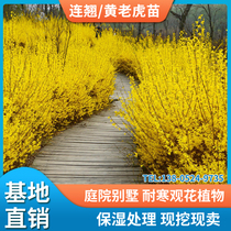 Lianbao seedling garden spring flower seedling Golden Bell flower small seedling climbing vine climbing vine climbing Greening plant landscape tree yellow tiger seedling