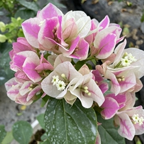 Bougainvillea pot nutrient soil cultivation