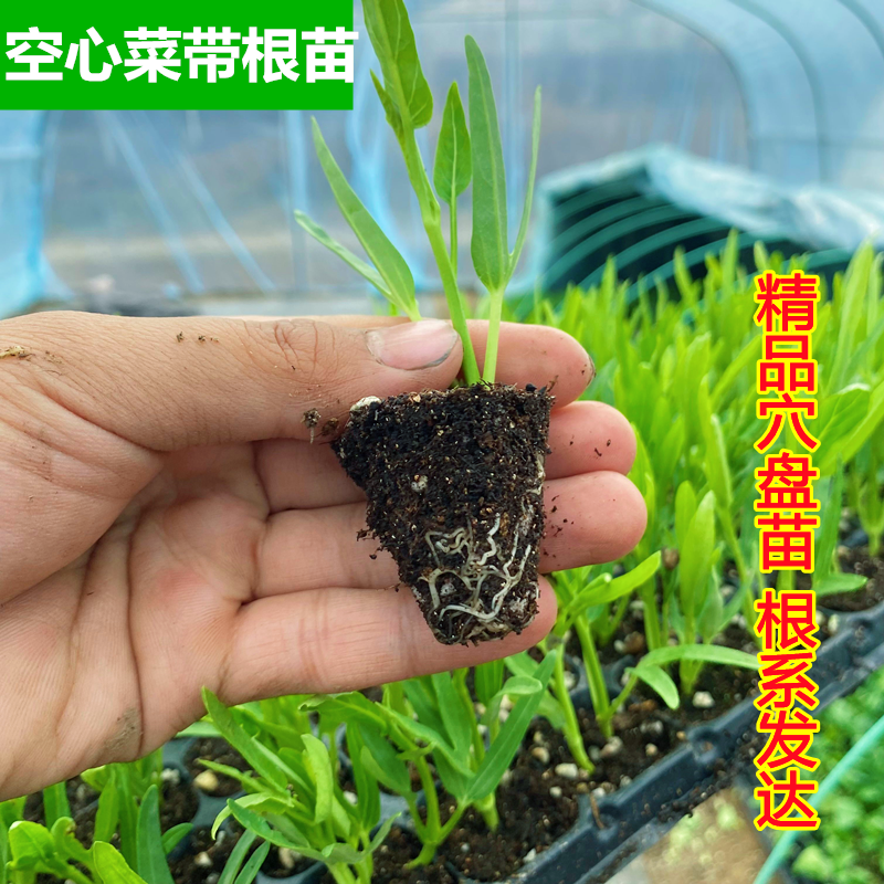 苦瓜的秘密代码：三种英文名背后的故事!