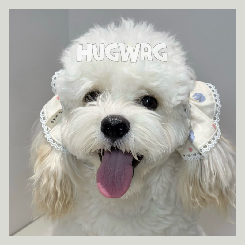 Ear Flower Collection: Big-Eared Dog Meika Kukabu Pet Ear Covers to Prevent Mess While Eating Ear Flower Collection: Big-Eared Dog Meika Kukabu Pet Ear Covers to Prevent Mess While Eating