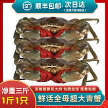 Sanmen wild fresh extra large red mud crab whole female 1 catty 1 aquatic seafood three catties packaged alive red sturgeon