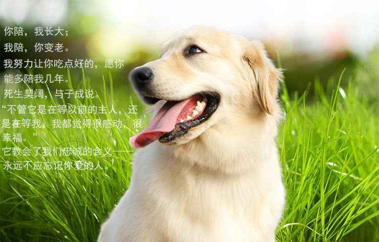 Chó ăn vặt răng lớn cắn cắn taidijinmao chamaeur sạch răng xương chó xương gà - Đồ ăn vặt cho chó hạt ganador