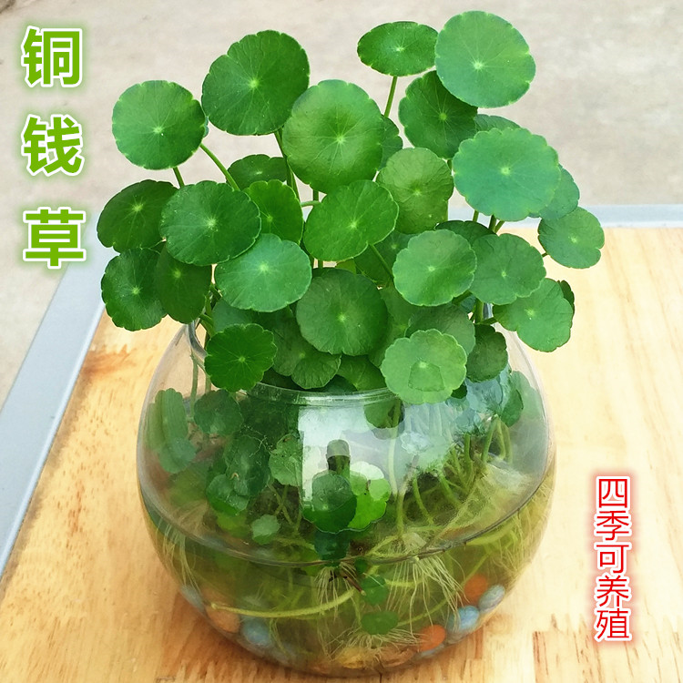 四季水培植物铜钱草套餐玻璃花瓶室内盆栽金钱草绿萝吊兰水养花卉