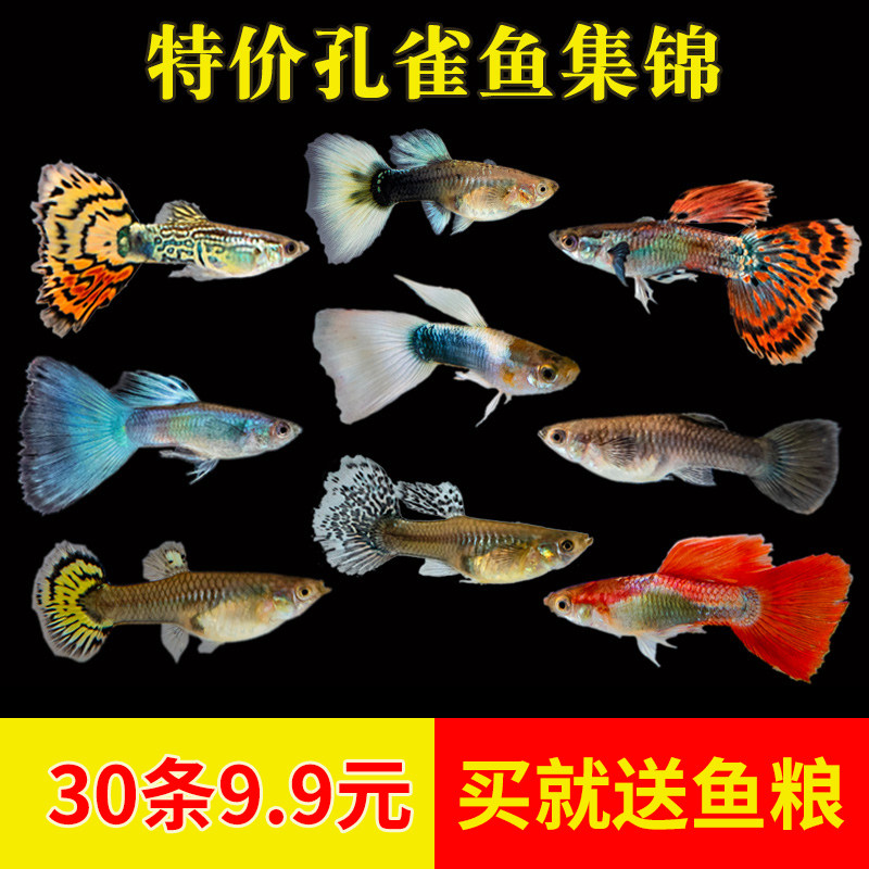 Peacock fish pure breed of live fish ornamental fish small freshwater good to raise live tropical fish anchovies anchovies small fish fry