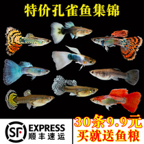 Guppies purebred live fish ornamental fish small freshwater good-tolerance tropical fish anchovies zebrafish small fry