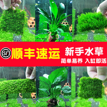 Fish tank aquatic plants live real grass landscaping beautiful Phoenix flame coral big triangle weeping matsutake bulk Moss mesh