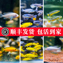 Three lakes cichlid fish live horse bream Cotan seabream African Prince tropical fish resistant to live small freshwater ornamental fish